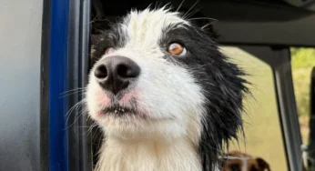 Helicopter Rescues Lost Border Collie Molly in Wild New Zealand Bush After Week