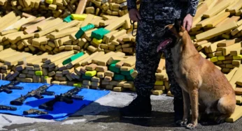Hulk Dog Seizes 48 Tons Marijuana in Rio’s Favela Record Bust