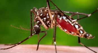 Karachi Reports First Dengue Death of 2026