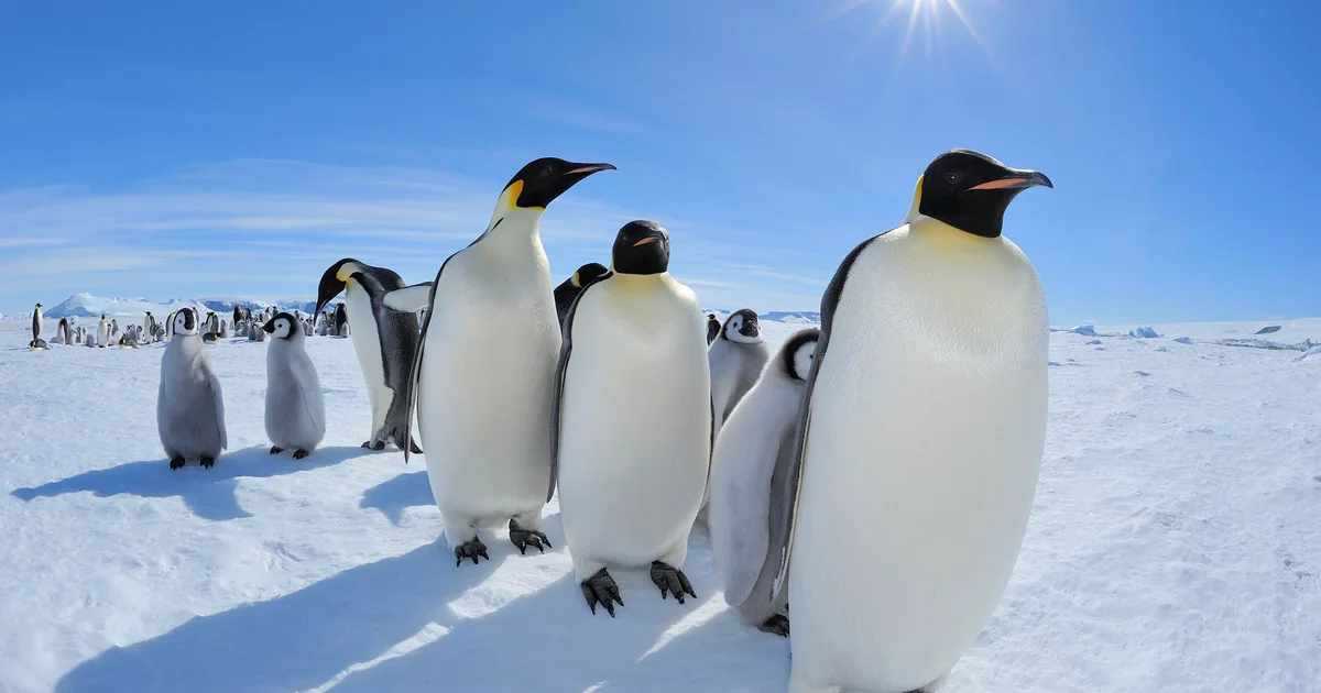 Emperor Penguins Declared Endangered Due to Climate Change, Says Global Wildlife Authority