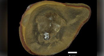 Fossil Reclassified: ‘Weird Blob’ Not Oldest Octopus, Study Reveals