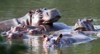 Colombia Euthanizes ‘Escobar Hippos’ to Control Population, Protect Villagers and Native Species