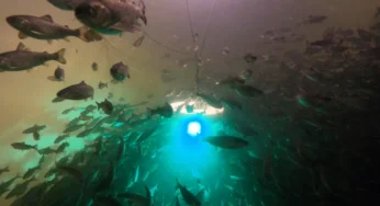 Salmon Cocaine Exposure Increases Swimming Distance, Study Reveals