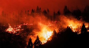 Tropical Forest Loss Decreases After Record Year Decline