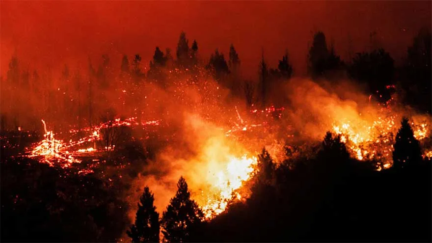 Tropical Forest Loss Decreases After Record Year Decline