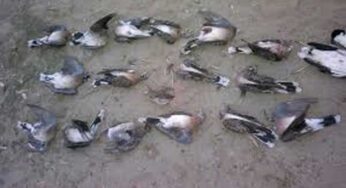 KP Allows Russian Dove Hunting Till May 31 with Strict Limits and Fines