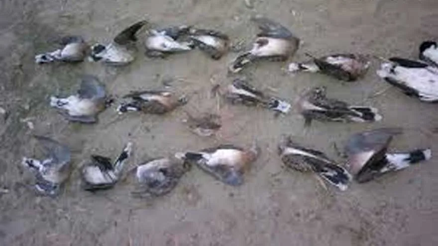 KP Allows Russian Dove Hunting Till May 31 with Strict Limits and Fines