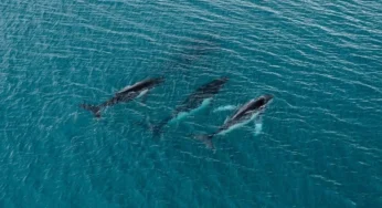 Record-Breaking Whale Journeys Between Australia and Brazil, Study Finds