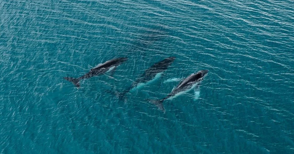 Record-Breaking Whale Journeys Between Australia and Brazil, Study Finds