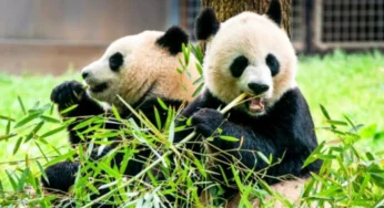 China Plans to Send Two More Pandas to US for Conservation Deal