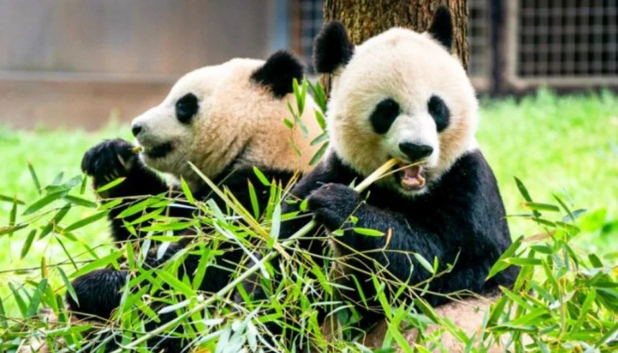 China Plans to Send Two More Pandas to US for Conservation Deal