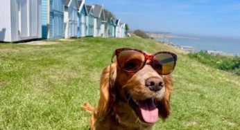 UK Dog Owners Urged to Follow Heatwave Rules for Furry Friends Safety