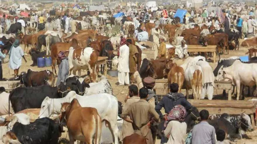 Livestock Markets Booming Ahead of Eidul Azha, Prices Cause Buyer Frustration