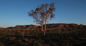 Climate Change Threatens Global Plant Species Amid Habitat Shrinking