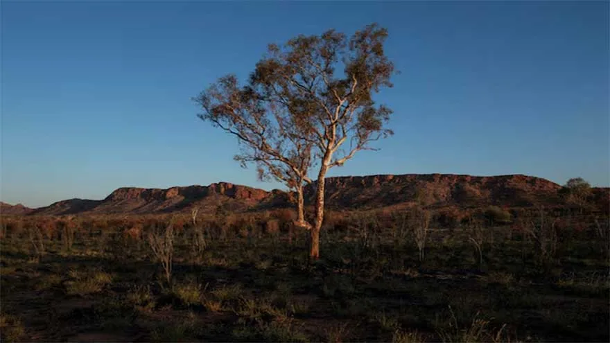 Climate Change Threatens Global Plant Species Amid Habitat Shrinking