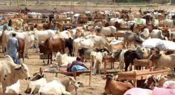 Punjab Police Heighten Security Ahead of Eid Cattle Markets Peak