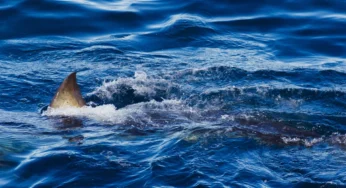 Shark Kills Spearfisher in Australia, Second Fatal Attack This Week