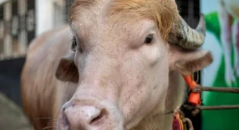 Bangladeshi Officials Prevent ‘Donald Trump’ Buffalo’s Sacrifice for Eidul Azha