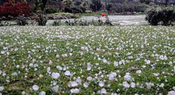 Heavy Rain, Hailstorm Ease Lahore’s Heatwave, Disrupt Traffic & Power Outages