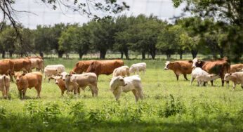 US Races to Contain Flesh-Eating Parasite Screwworm, No Further Cases Detected