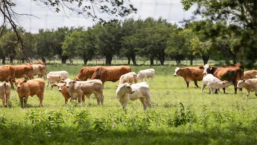 US Races to Contain Flesh-Eating Parasite Screwworm, No Further Cases Detected