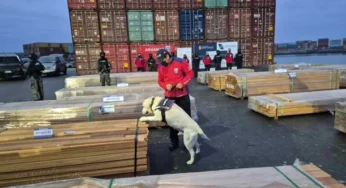 Dogs Aid in Record Drug Seizure Hidden in Chilean Lumber