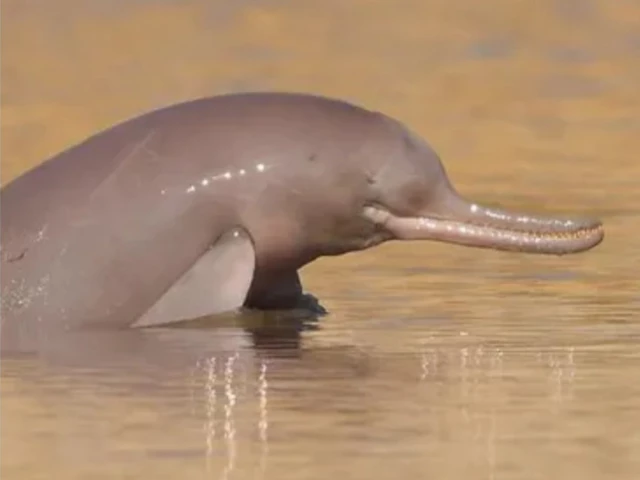 Punjab Declares Indus Dolphin Habitat as Wildlife Sanctuary