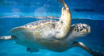 China Alleges Spy Turtles and Fish Deployed by Foreign Intelligence Agencies