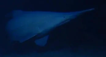 Goblin Shark Spotted Alive in Natural Habitat for First Time