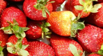Violent Storms Devastate K-P Fruit Farms Amid Climate Change Concerns