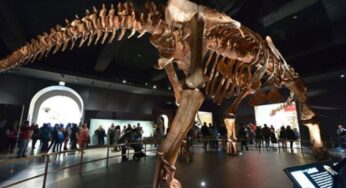 Scientists Unearth First Dinosaur Bone in Antarctica After 40-Year Hike