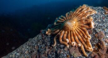 Scientists Discover Antarctic Creature Potentially Fighting Melanoma
