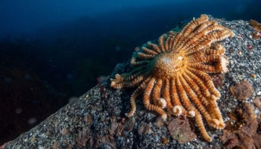 Scientists Discover Antarctic Creature Potentially Fighting Melanoma