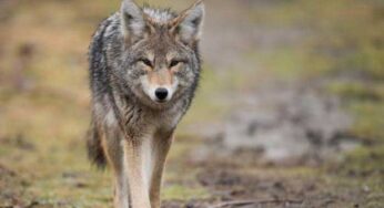 Coyote Attacks Child in Whitby Park; Police Warn Public