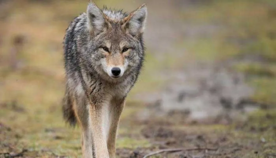 Coyote Attacks Child in Whitby Park; Police Warn Public
